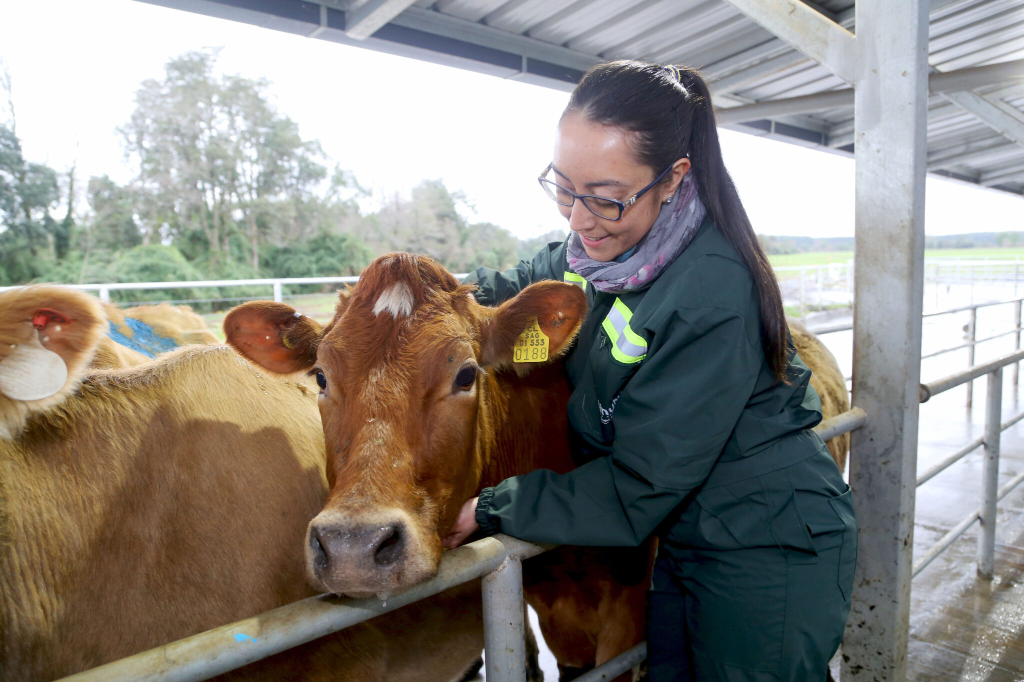 Manuka Realizó Curso De Bienestar Animal En Bovinos De Leche | Manuka ...